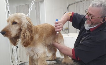 Eric COULEARD toiletteur au Dalmatien à Tours Eric COULEARD toiletteur au Dalmatien à Tours