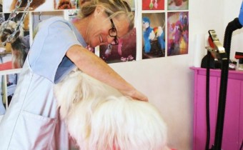 Carole PINÇON toiletteuse chez Pomponnette Toilettage, à Montlouis-sur-Loire Carole PINÇON toiletteuse chez Pomponnette Toilettage, à Montlouis-sur-Loire