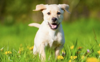 GreenHeart Premiums alimentation naturelle pour les chiens et les chats GreenHeart Premiums alimentation naturelle pour les chiens et les chats