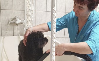 Nadine GUERCHE toiletteuse au Dalmatien à St Cyr-sur-Loire Nadine GUERCHE toiletteuse au Dalmatien à St Cyr-sur-Loire